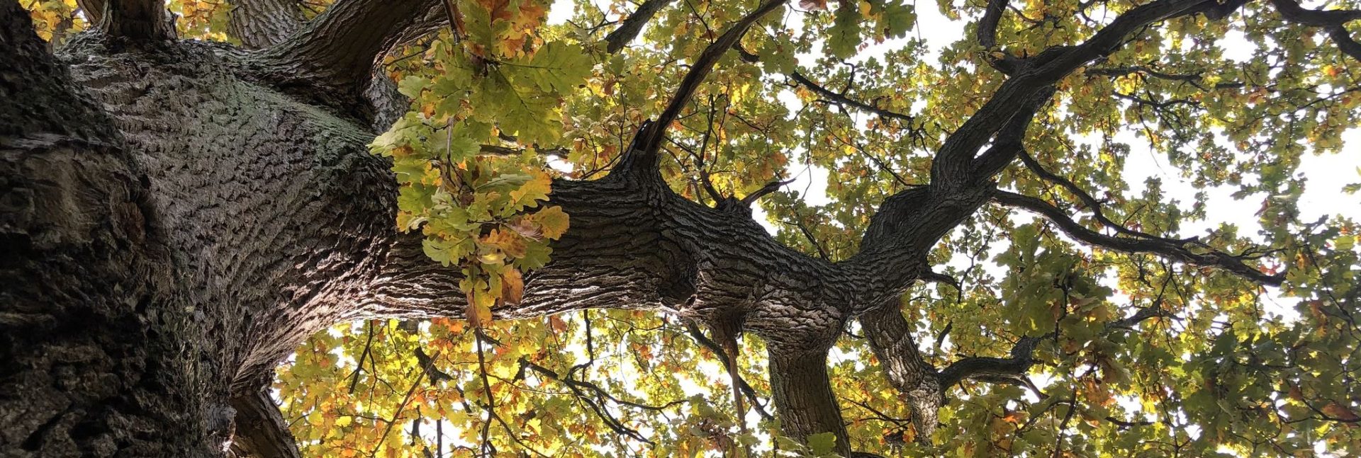 Blick von unten in die dichte Krone einer alten Eiche mit herbstlich verfärbtem Laub