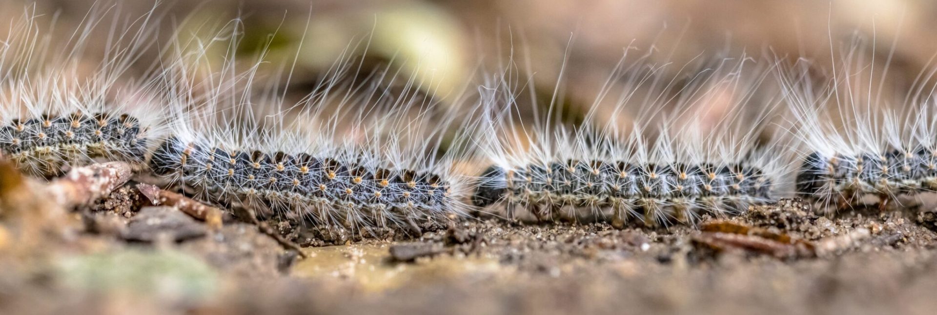 Behaarte Raupen des Eichenprozessionsspinners ziehen in einer Reihe über den Waldboden